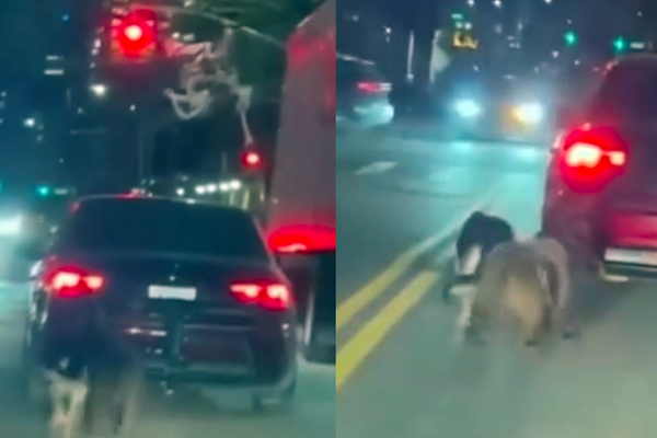 Cruauté animale à New York : l'indignation après le sauvetage de deux chiens traînés par une voiture