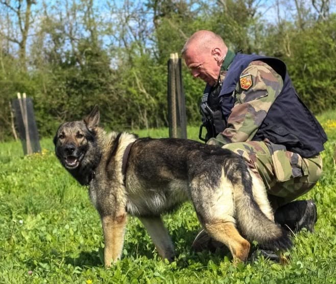 Onyx, le berger allemand de la gendarmerie de Parthenay