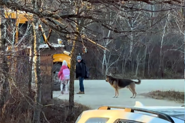 Le gardien du bus scolaire : l’adorable routine d’un Berger Allemand