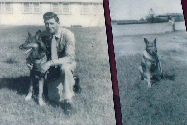 Le souvenir de Pal, le berger allemand devenu sergent des Marines