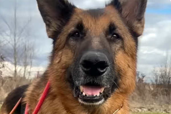 Cette vidéo attendrissante d’un papy berger allemand entouré de mille attentions a fait fondre les internautes et cumule aujourd’hui plusieurs millions de vues.