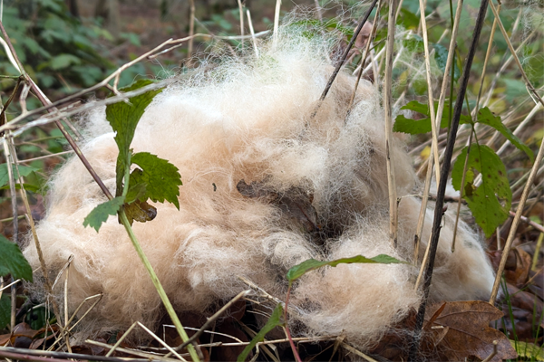 Poils de Berger Allemand en forêt : un danger insoupçonné pour les oiseaux