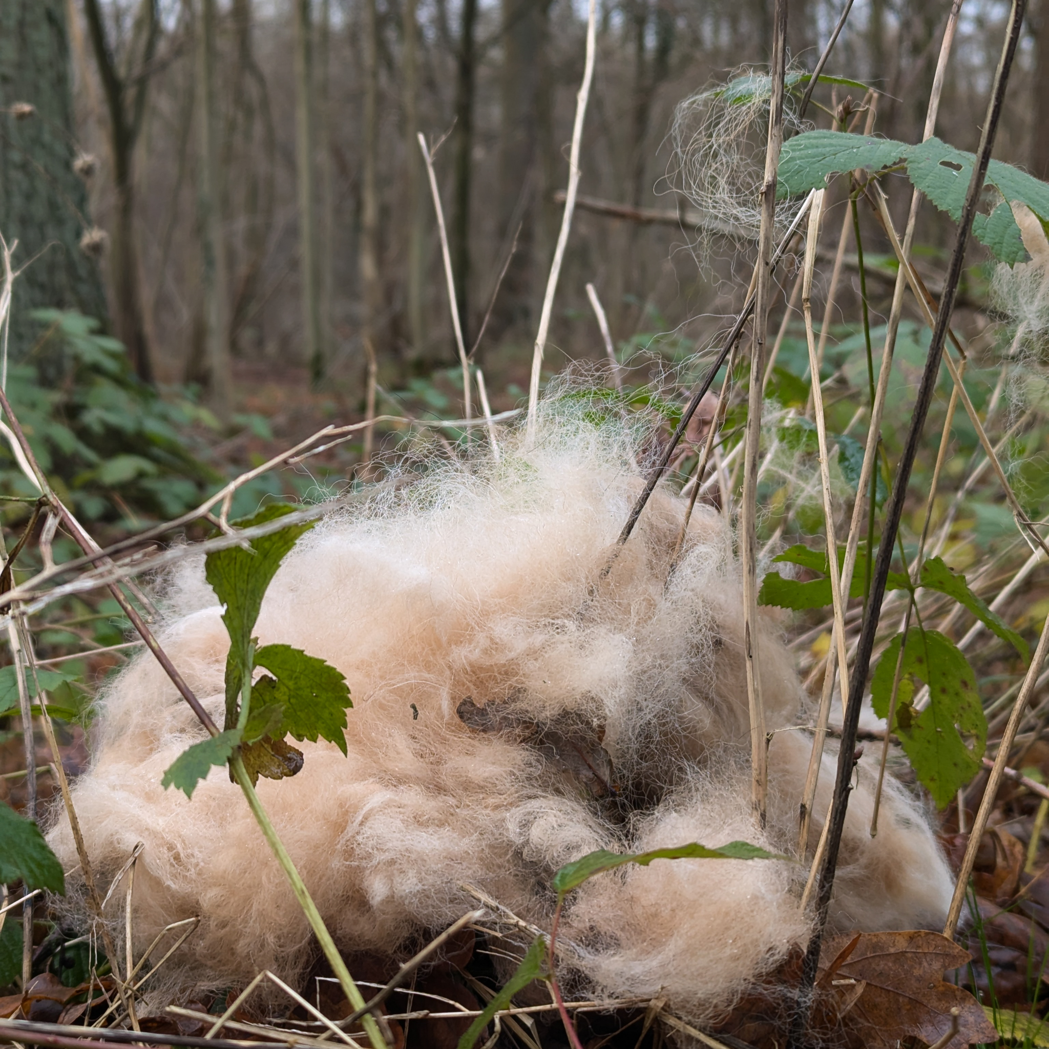 Poils de Berger Allemand en forêt : un danger insoupçonné pour les oiseaux