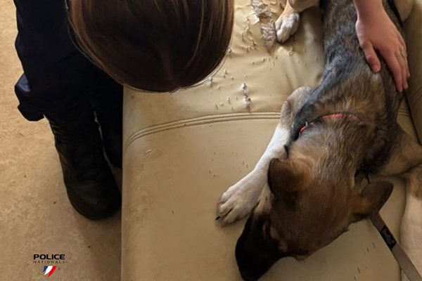 Saintes : quatre chiens retirés à leurs propriétaires après un signalement pour maltraitance