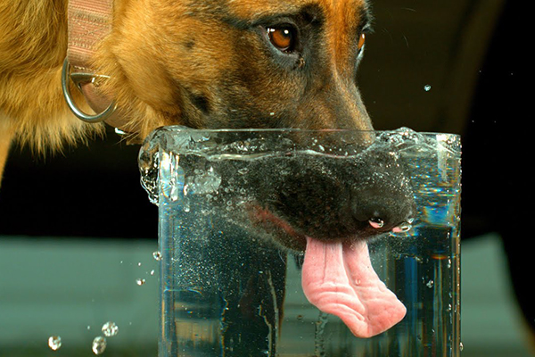 L’eau du robinet est-elle vraiment sûre pour nos animaux ?
