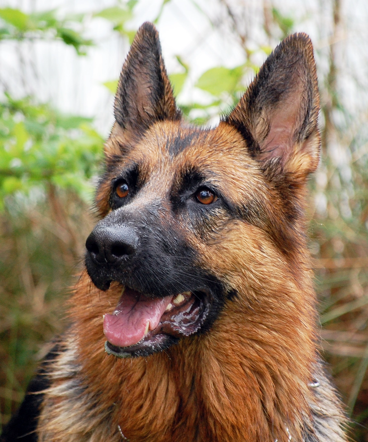 portrait berger allemand bahia