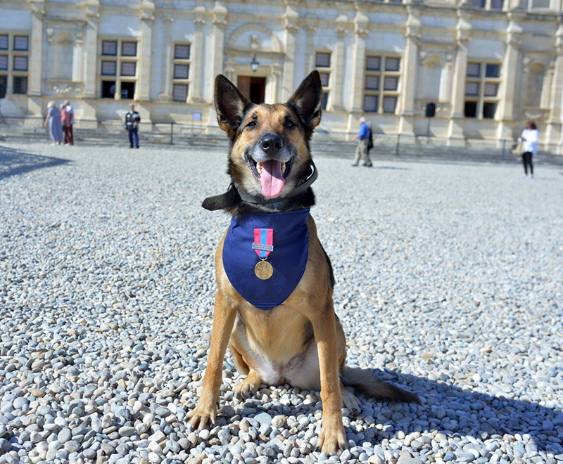Raïka, la chienne héroïne des gendarmes médaillée