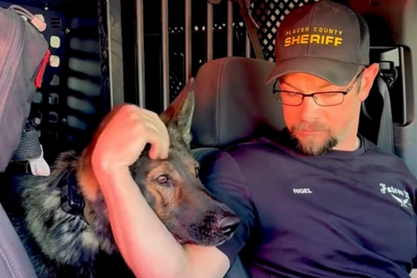 L’émouvant « Dernier Appel » : Quand les chiens policiers prennent leur retraite (USA vs France)
