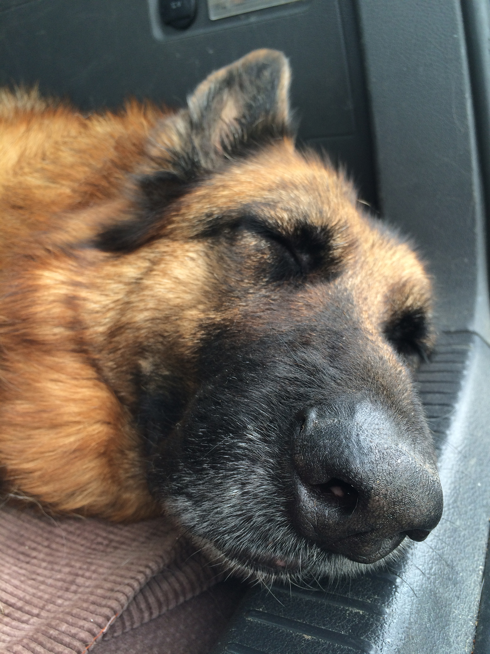 À quoi rêve mon chien quand il dort ?