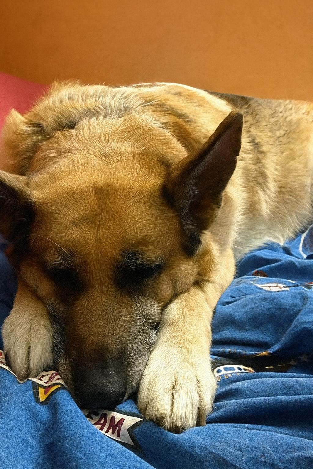 À quoi rêve mon chien quand il dort ?