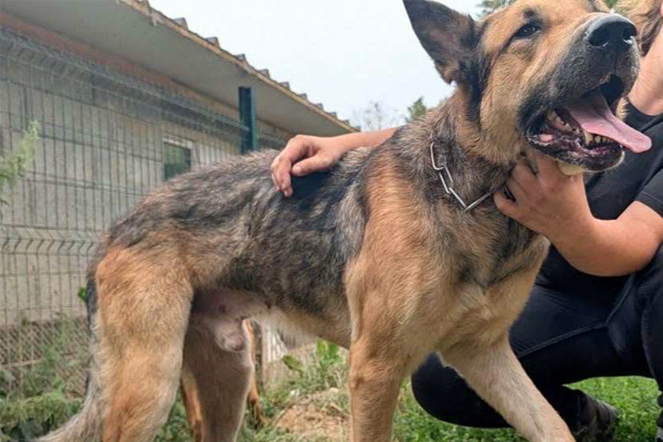 Drame à Dieppe : un chien saute du 3e étage et révèle l’enfer de 20 animaux maltraités