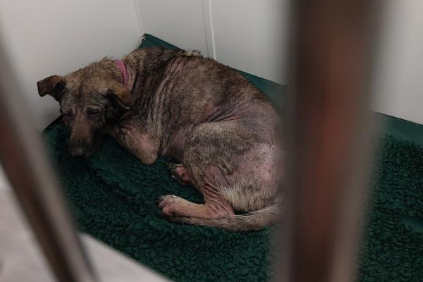 Une chienne abandonnée à la souffrance : le drame de Roxy, berger allemand négligée