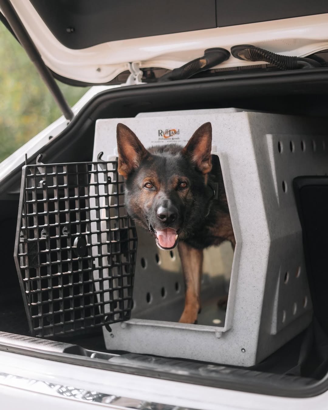 Chien berger allemand dans une cage de transport de voiture pour voyager en toute sécurité.