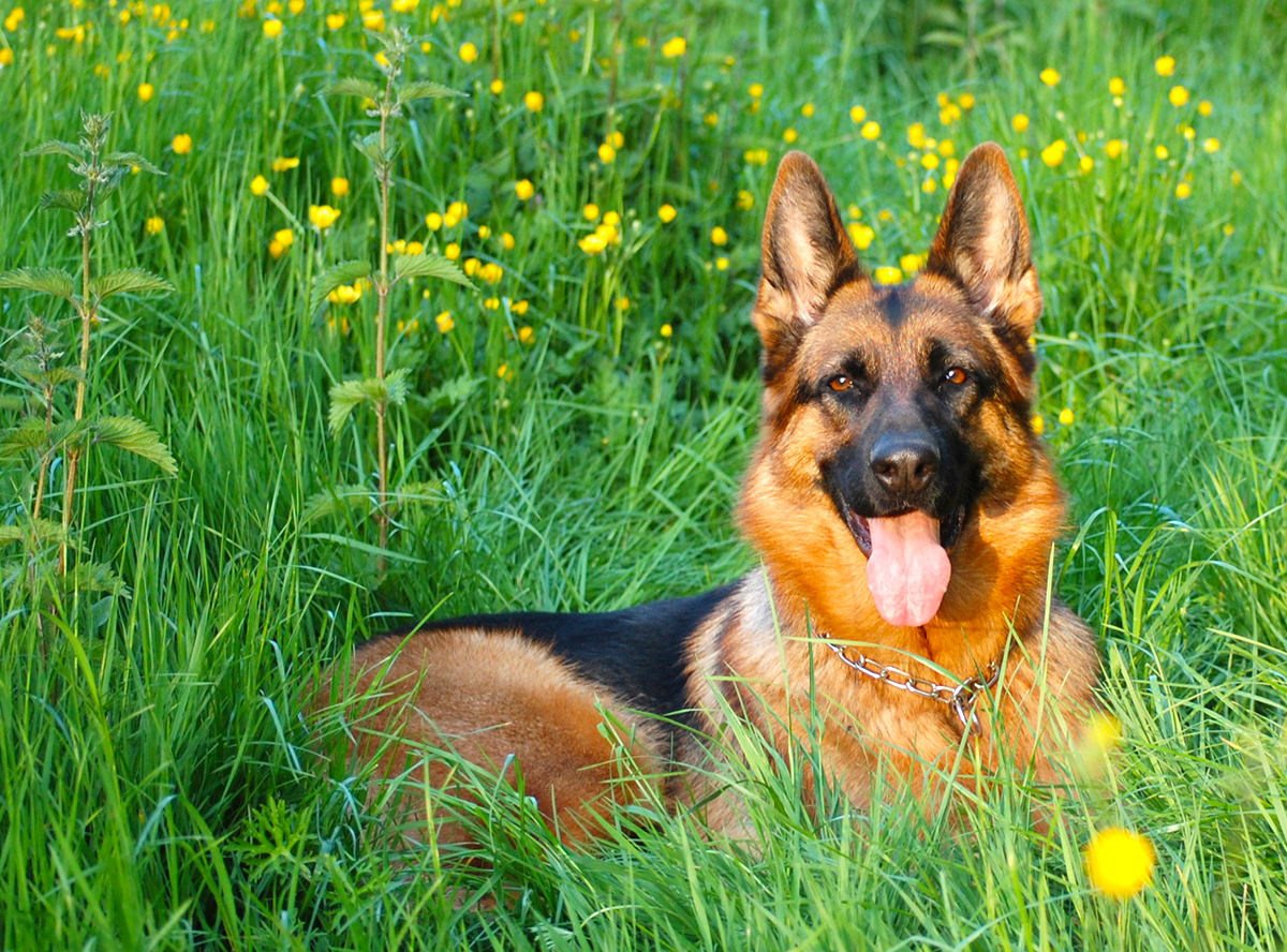 Berger allemand au printemps dans un champ fleuri