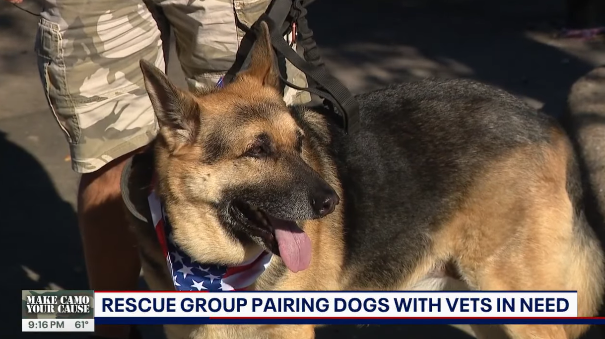 Quand des Bergers Allemands rescapés redonnent espoir aux vétérans.