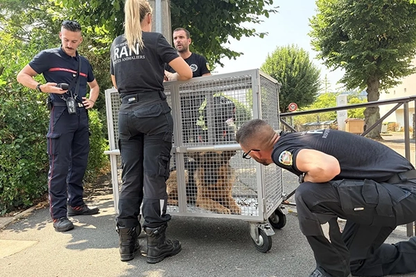 Au Mans, une frayeur aquatique pour un berger allemand sauvé de justesse par les pompiers