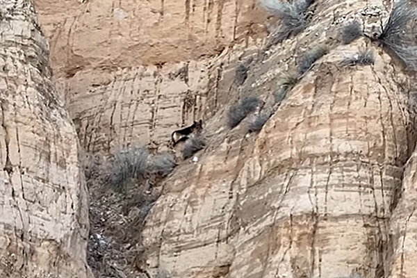 Sauvetage héroïque en Californie : Un berger allemand frôle le pire sur une falaise