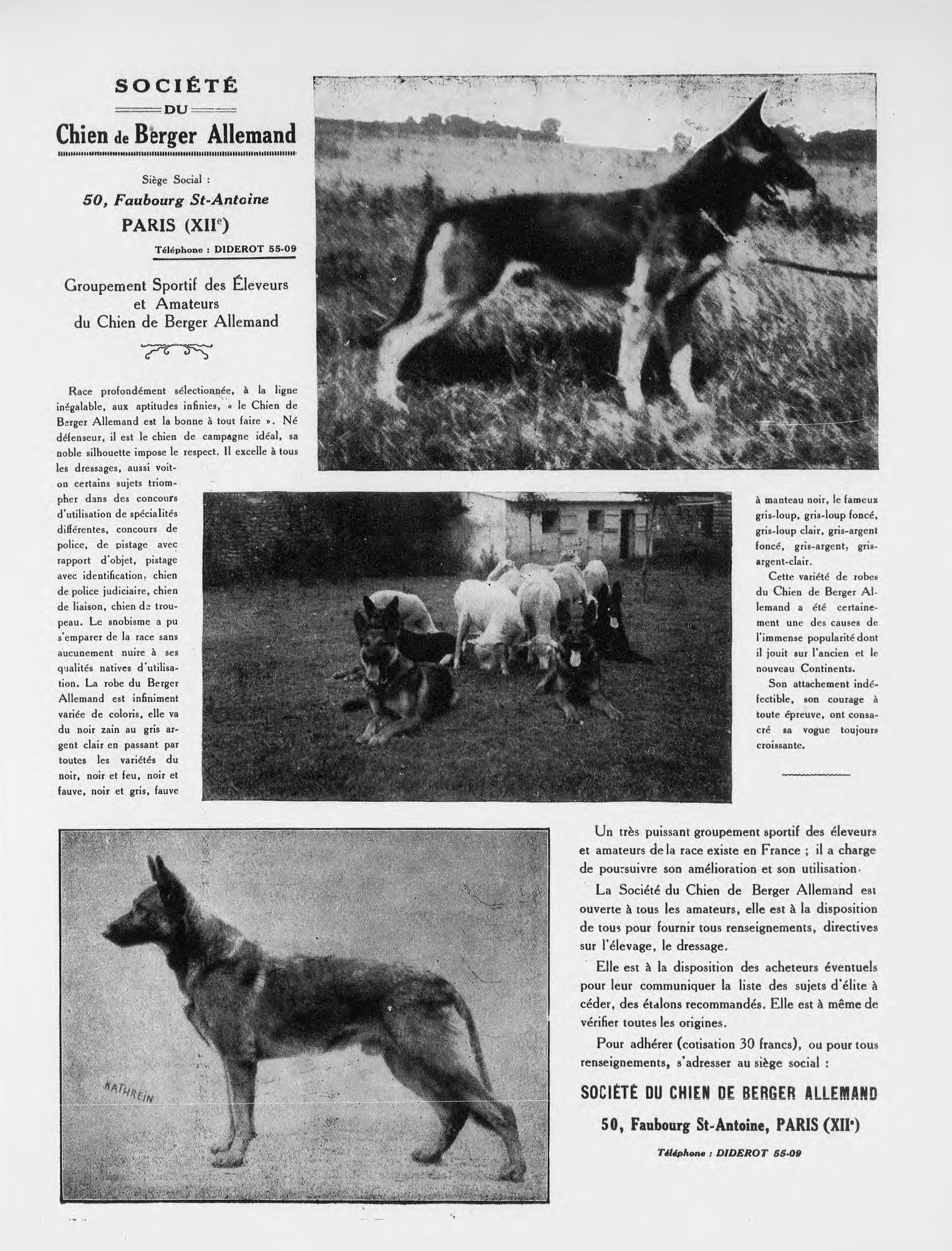 Quand la SCBA promouvait le Berger Allemand en 1929