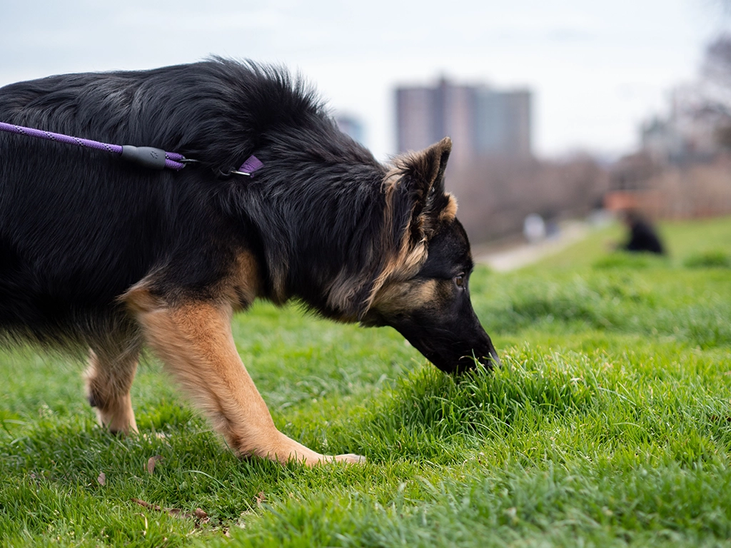 Pourquoi laisser son chien renifler est important