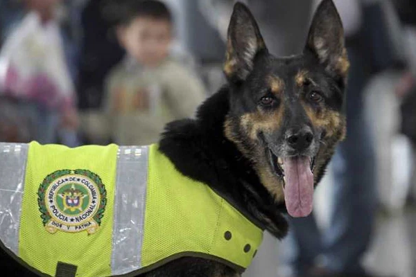 Sombra, la chienne policière si redoutable qu’un cartel mit sa tête à prix