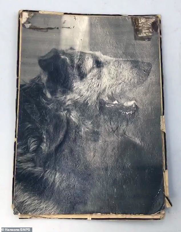 Spandau : l’histoire méconnue d’un chien du D-Day
