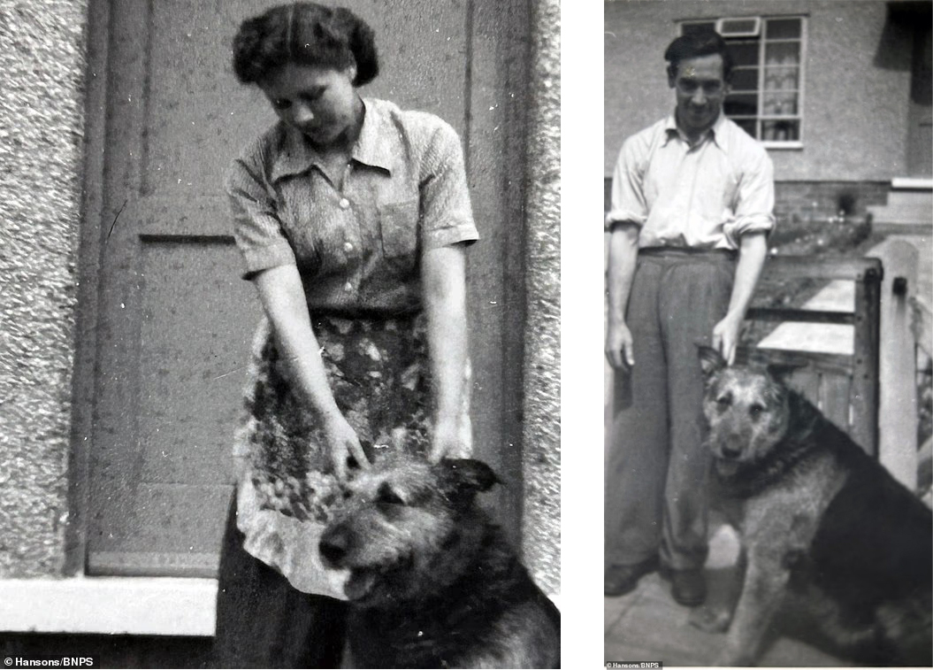 Spandau : l’histoire méconnue d’un chien du D-Day