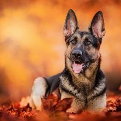 Fond Ecran Berger Allemand 04