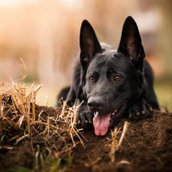 Fond Ecran Berger Allemand 12