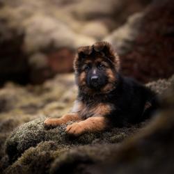 Fond Ecran Berger Allemand 15