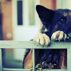 Fond Ecran Berger Allemand 16