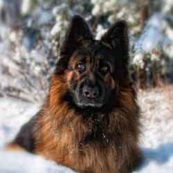 Fond Ecran Berger Allemand 17