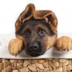 Fond Ecran Berger Allemand 19