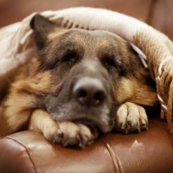 Fond Ecran Berger Allemand 21