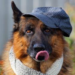 Fond Ecran Berger Allemand 24