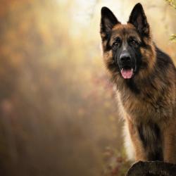 Fond Ecran Berger Allemand 25