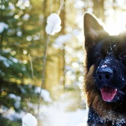 Fond Ecran Berger Allemand 26