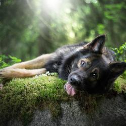 Fond Ecran Berger Allemand 27