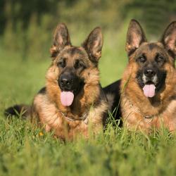 Fond Ecran Berger Allemand 29