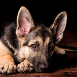 Fond Ecran Berger Allemand 30