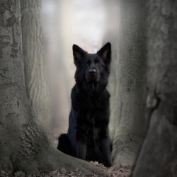 Fond Ecran Berger Allemand 32