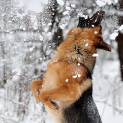 Fond Ecran Berger Allemand 35