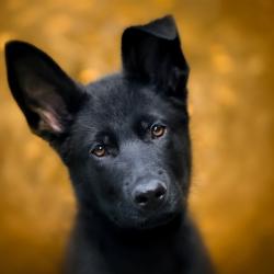 Fond Ecran Berger Allemand 37