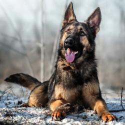 Fond Ecran Berger Allemand 43