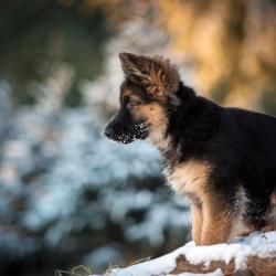 Fond Ecran Berger Allemand 44