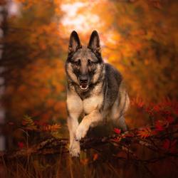 Fond Ecran Berger Allemand 47