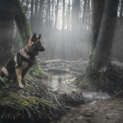 Fond Ecran Berger Allemand 50