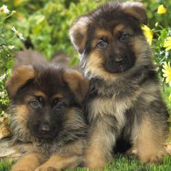 Fond Ecran Berger Allemand 53