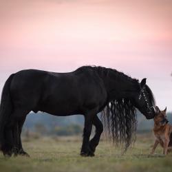 Fond Ecran Berger Allemand 54