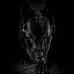 Fond Ecran Berger Allemand 55