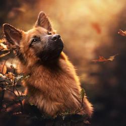 Fond Ecran Berger Allemand 5